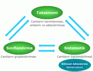 taksonomi