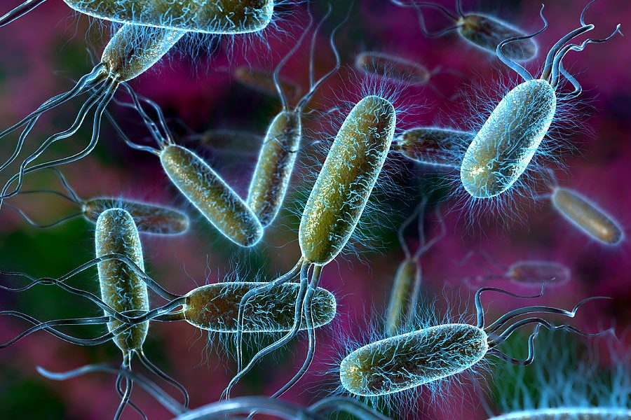 бактерии кишечника