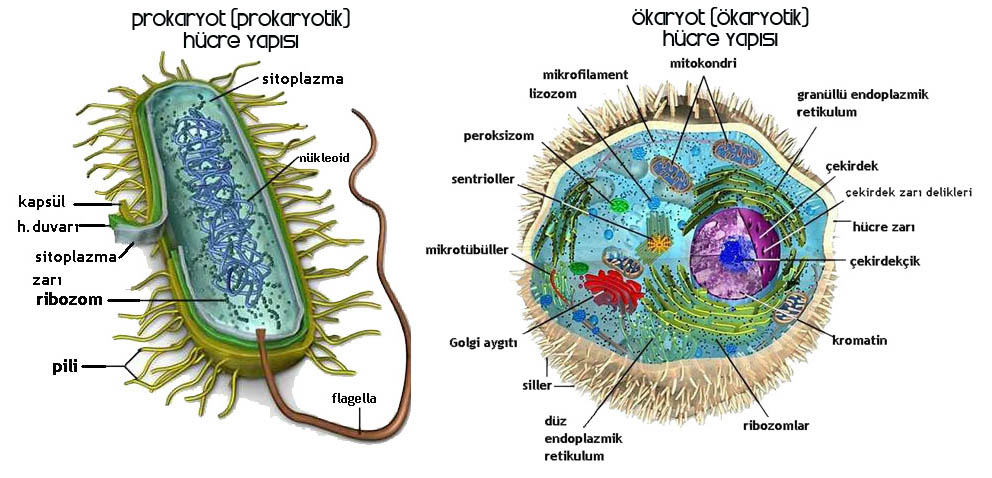 prokaryot hucre ile okaryot hucrenin farklari techworm