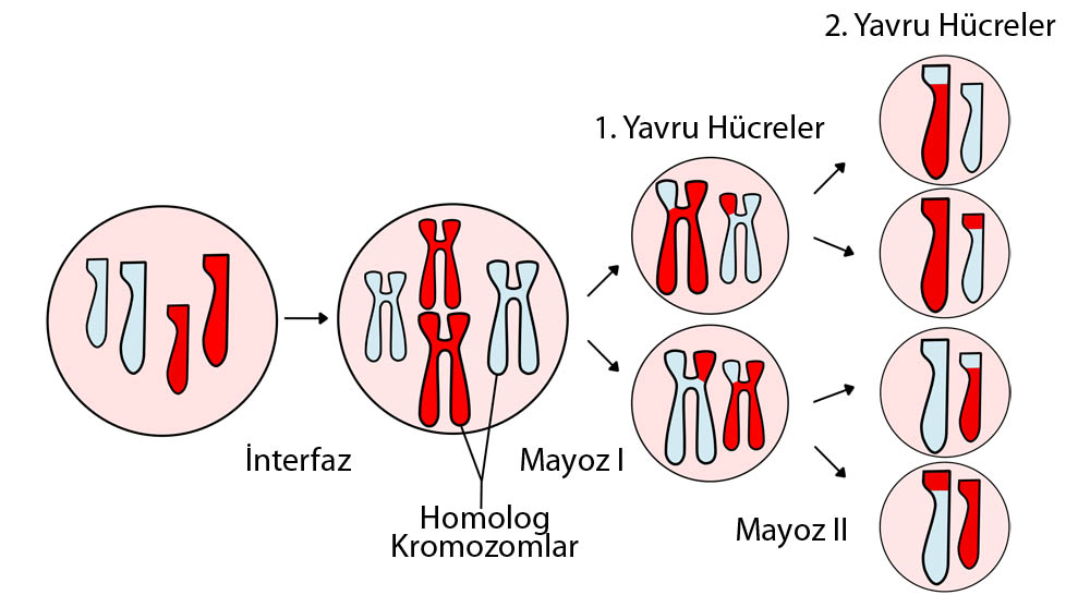 Mayoz Bolunme Profaz 1 Evresi Nedir Kisaca Techworm