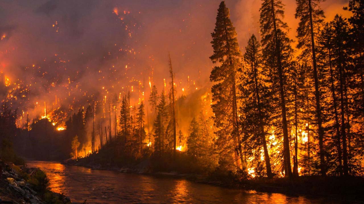 Orman Yangını Nedir? Orman Yangını Nedenleri Nelerdir? » TechWorm
